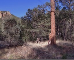 AL_APNM1_S02_NM_4250_ALr_Gc