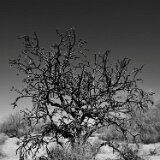 ALMap_TPG_S01_OroValleyAZ_5027_r