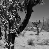 ALMap_TPG_S01_OroValleyAZ_5029_r
