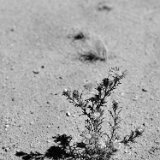 ALMap_TPG_S01_OroValleyAZ_5033_cr